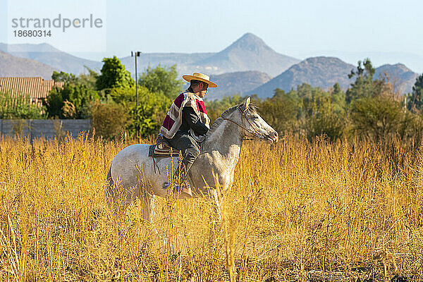 Huaso Reitpferd im Feld  Colina  Provinz Chacabuco  Metropolregion Santiago  Chile  Südamerika