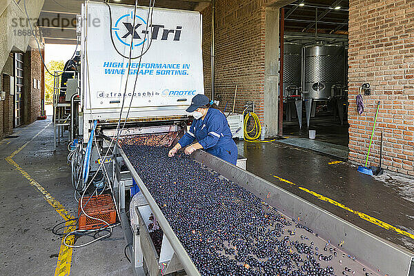 Arbeiter sortieren und verarbeiten Trauben im Weingut El Principal  Pirque  Maipo-Tal  Provinz Cordillera  Metropolregion Santiago  Chile  Südamerika