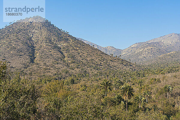 Einheimische chilenische Weinpalmen vor einem mit Palmen bedeckten Berg  Sektor Palmas de Ocoa  Nationalpark La Campana  Cordillera De La Costa  Provinz Quillota  Region Valparaiso  Chile  Südamerika