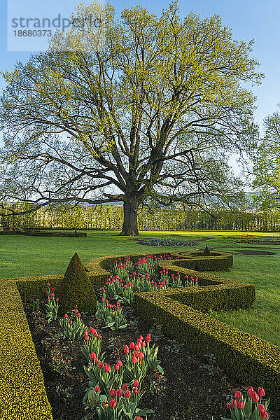 Baum und Tulpen im Schlossgarten (Zamecky Park)  Cesky Krumlov  Tschechische Republik (Tschechien)  Europa