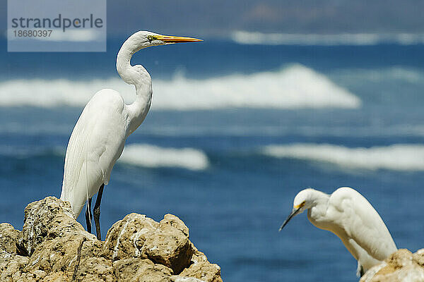 Silberreiher (Ardea alba) links und Seidenreiher (Egretta garzetta) am Strand und an der Flussmündung von Nosara  Nosara  Guanacaste  Costa Rica  Mittelamerika