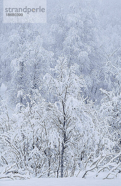 Schöne schneebedeckte Bäume im Winter  in der Nähe von Sorli  Insel Senja  Kreis Troms und Finnmark  Norwegen  Skandinavien  Europa