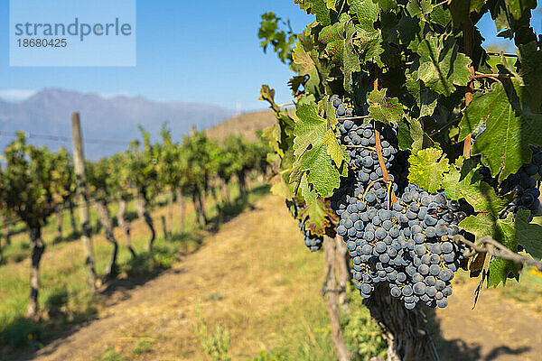 Detail der roten Trauben im Weingut Haras de Pirque  Pirque  Maipo-Tal  Provinz Cordillera  Metropolregion Santiago  Chile  Südamerika