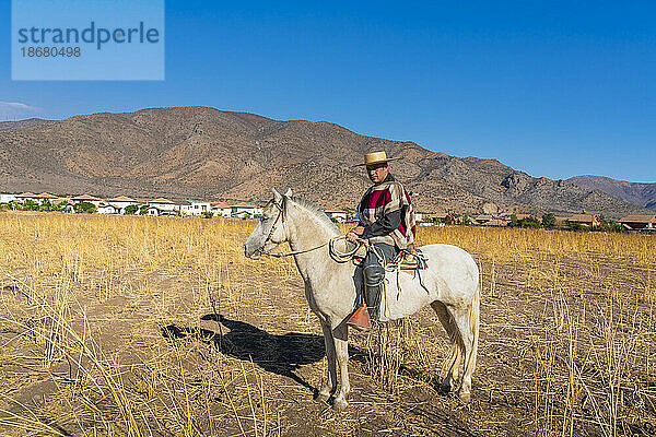 Traditionell gekleidetes Huaso-Reitpferd auf dem Feld  Colina  Provinz Chacabuco  Metropolregion Santiago  Chile  Südamerika