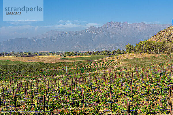 Weinberge mit den Anden am Horizont  Weingut Haras de Pirque  Pirque  Maipo-Tal  Provinz Cordillera  Metropolregion Santiago  Chile  Südamerika
