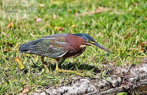 Ein junger Grünreiher (Butorides virescens) beim Angeln an einem Teich  Bermuda  Atlantik  Nordamerika