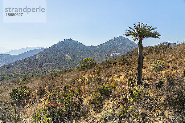 Chilenische Palme gegen Berge  Sektor Palmas de Ocoa  Nationalpark La Campana  Cordillera De La Costa  Provinz Quillota  Region Valparaiso  Chile  Südamerika