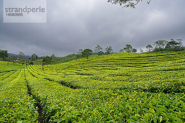 Ansichten der Sukadana-Teeplantage  West-Java  Indonesien  Südostasien  Asien