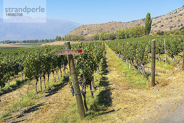 Weinberge mit den Anden am Horizont  Weingut Haras de Pirque  Pirque  Maipo-Tal  Provinz Cordillera  Metropolregion Santiago  Chile  Südamerika