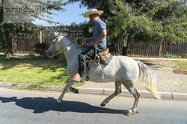 Huaso reitet an einem sonnigen Tag auf der Straße  Colina  Provinz Chacabuco  Metropolregion Santiago  Chile  Südamerika