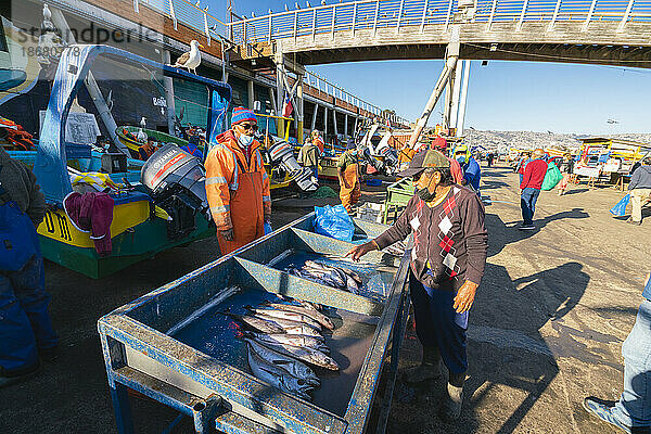 Menschen kaufen frischen Fisch auf dem Markt  Caleta Portales  Valparaiso  Provinz Valparaiso  Region Valparaiso  Chile  Südamerika