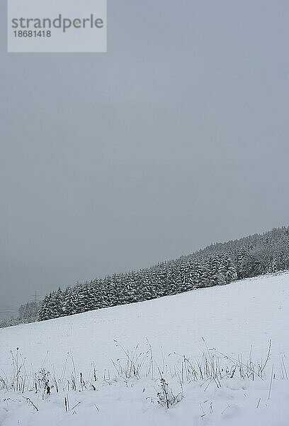 Bäume und Hügel im Winter