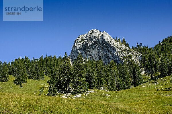 Taubenstein  von der Obere Maxlrainer Alm  Spitzingseegebiet  Alpen  Mangfallgebirge  Oberbayern  Bayern  Deutschland  Europa