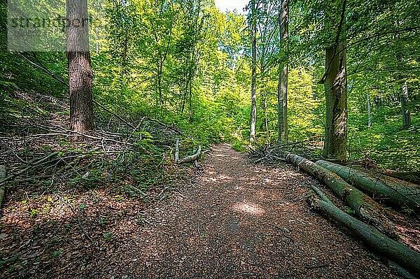 Todholz auf einem Waldweg im Mischwald im Rautal am Burschenplatz im Sommer  Jena  Thüringen  Deutschland  Europa