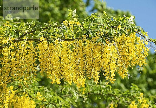 Goldregen (Laburnum) oder Goldregen in Ystad  Schonen  Schweden  Skandinavien  Europa