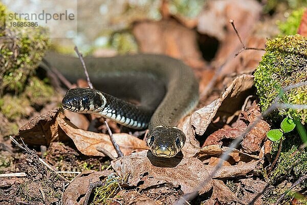 Zwei Ringelnatter (Natrix natrix) sonnen sich in der Frühlingssonne  Schweden  Europa