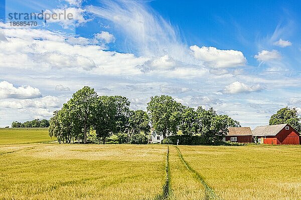 Bauernhof in einem Baumhain an einem Maisfeld auf dem Lande  Schweden  Europa