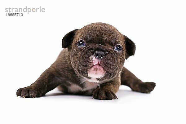 Kleine 3 Wochen alt Schokolade gestromt farbigen Französisch Bulldogge Hundewelpen mit blauen Augen auf weißem Hintergrund