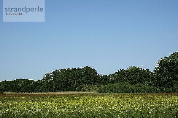 Lausitzer Heide- und Teichlandschaft Ende Mai  Sachsen  Deutschland  Europa