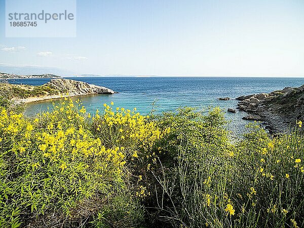 Ginster (Genista)  Strauch mit gelben Blüten  hinten eine Meeresbucht  bei Stara Baska  Insel Krk  Kvarner Bucht  Kroatien  Europa