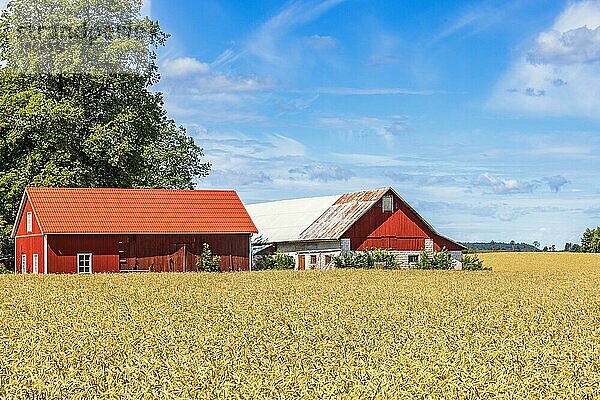 Rotes Bauernhaus an einem Kornfeld auf dem Lande an einem sonnigen Sommertag  Schweden  Europa