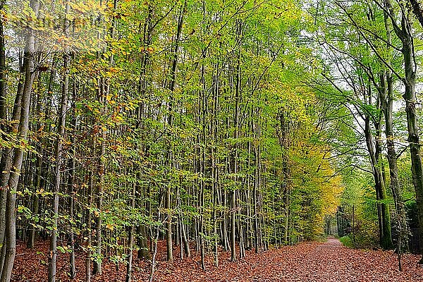Wald im Herbst mit vielen bunten Farben  Nordrhein-Westfalen  Deutschland  Europa