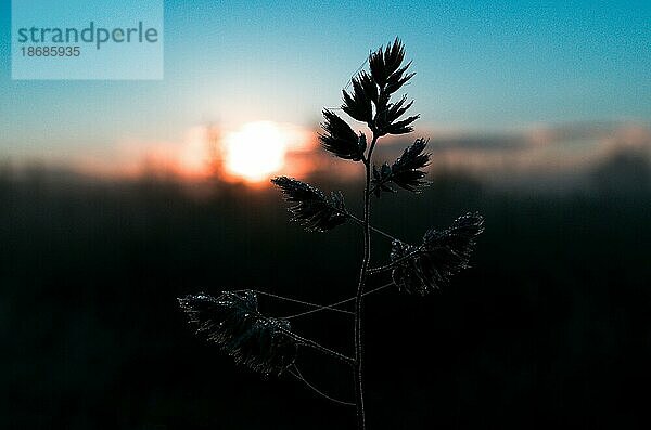 Wildes Gras Silhouette Nahaufnahme Bild. Zweig der wilden Gras mit Tautropfen auf sie und Dämmerung auf dem Hintergrund. Twilight Natur Hintergrund. Selektiver Fokus