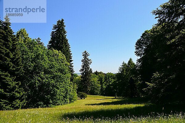 Frühlingszeit. Grünes Gras und grüne Bäume. Waldlandschaft. Wald in den Bergen. Klarer blauer Himmel. Natur Hintergrund