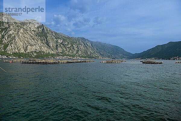 Gehege für die Fischzucht  Bucht von Kotor  Montenegro  Europa