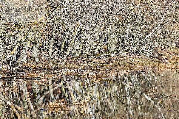 Sich im Wasser spiegelnde Bäume an einem Seeufer im Frühling  Schweden  Europa