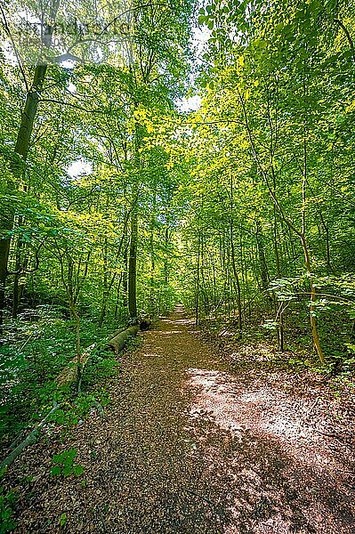 Waldweg in einem Mischwald bei Sonnenschein  Jena  Thüringen  Deutschland  Europa