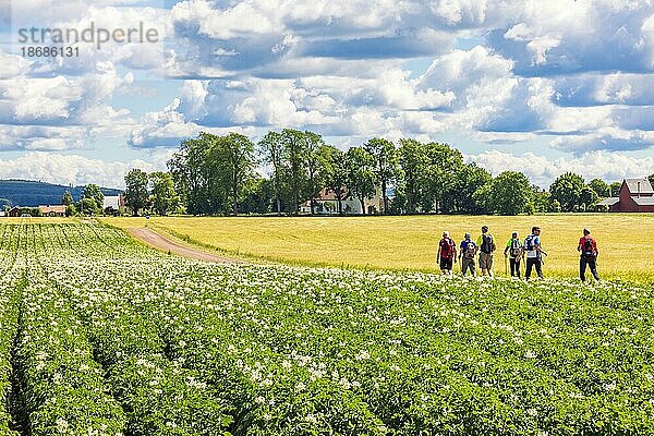 Männer beim Spaziergang durch ein blühendes Kartoffelfeld auf dem Lande an einem sonnigen Sommertag  Schweden  Europa