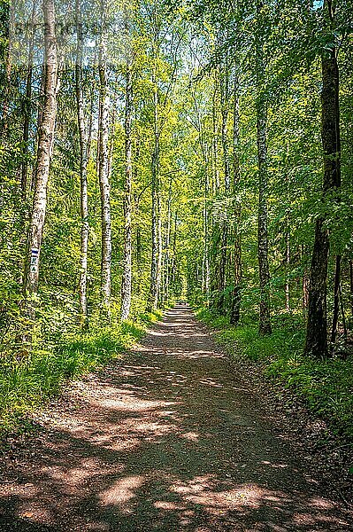 Waldweg durch einen Mischwald im Sommer bei Sonnenschein  Kleineutersdorf  Thüringen  Deutschland  Europa