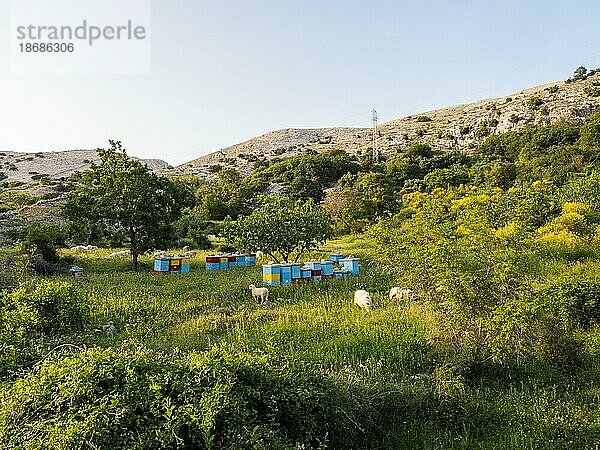 Schafe und Bienenstöcke  bei Stara Ba?ka  Insel Krk  Kvarner Bucht  Primorje-Gorski kotar  Kroatien  Europa