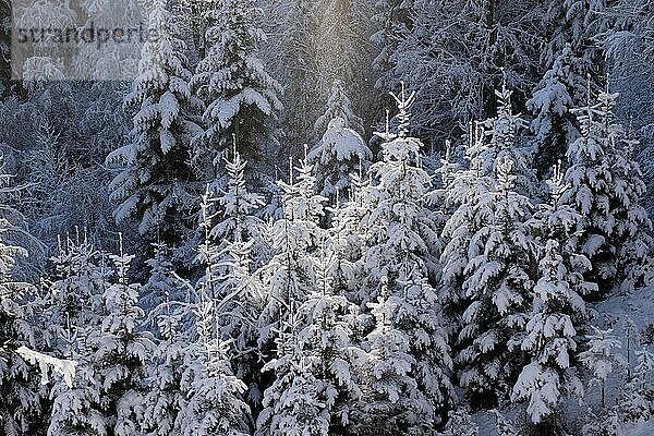 Sonnenstrahl fällt auf schneebedeckte Bäume eines Waldes  Nahaufnahme  Winterlandschaft