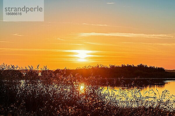 Sonnenuntergang an einem See mit Schilf im Sommer  Hornborgasjön  Schweden  Europa