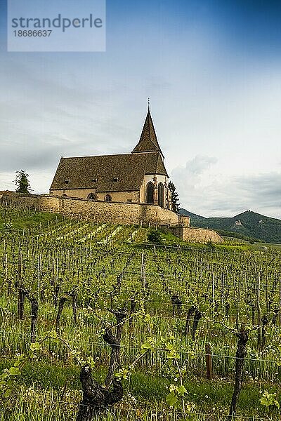 Kirche in den Weinbergen  Gotische Wehrkirche Saint-Jacques  Hunawihr  Grand Est  Haut-Rhin  Elsass  Frankreich  Europa
