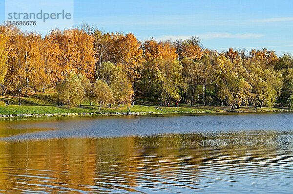 Herbstwald in der Nähe des Sees. Bäume spiegeln sich auf der Wasseroberfläche. Klarer blauer Himmel. Herbstsaison Herbst Landschaft bacgkround
