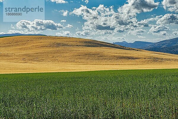 Getreidefelder in zwei Farben  gelb und grün  mit Berglandschaft im Hintergrund