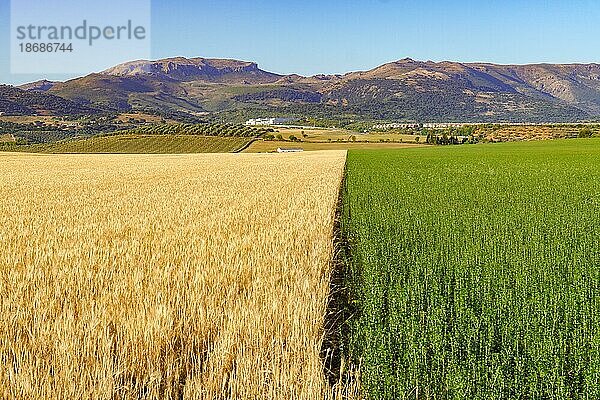 Getreidefelder in zwei Farben  gelb und grün  mit Berglandschaft im Hintergrund