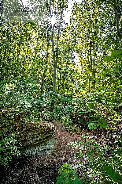 Kalksteinfelsen im Mischwald am Burschenplatz im Rautal Waldgebiet mit Sonnenstern im Sommer  Jena  Thüringen  Deutschland  Europa