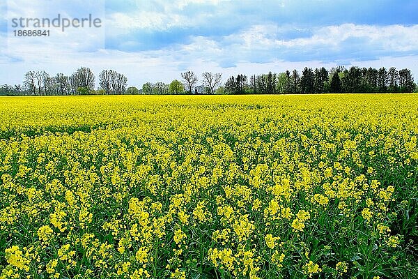 Raps (Brassica napus) Feld mit gelben Blüten  Nordrhein-Westfalen  Deutschland  Europa