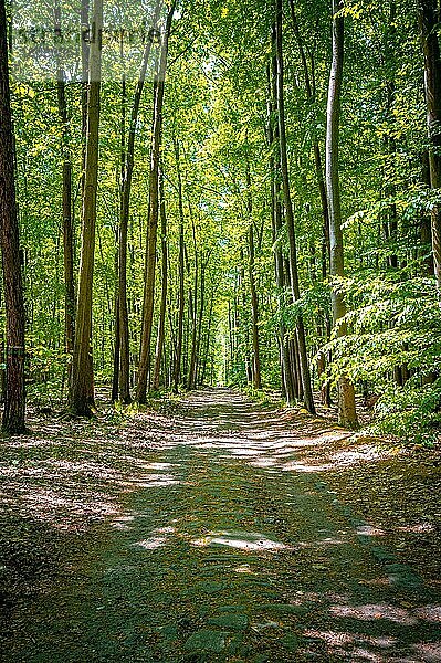 Wanderweg durch einen Mischwald im Sommer bei Sonnenschein  Kleineutersdorf  Thüringen  Deutschland  Europa