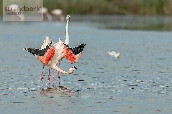 Greater Flamingos (Phoenicopterus roseus) in courtship in einem Swamp im Frühling. Saintes Maries de la Mer  Parc naturel regional de Camargue  Arles  Bouches du Rhone  Provence Alpes Cote d'Azur  Frankreich  Europa