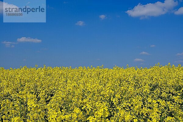 Raps (Brassica napus) Feld mit gelben Blüten und blauem Himmel  Nordrhein-Westfalen  Deutschland  Europa