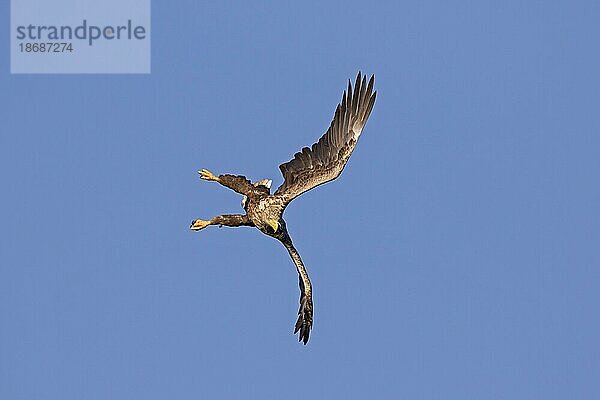 Seeadler (Haliaeetus albicilla)  Seeadler  erne im Flug tauchend gegen blauen Himmel (Sequenz 2 von 4)