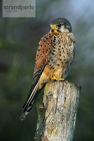 Turmfalke (Falco tinnunculus)  Männchen  auf einem Zaunpfahl auf einer Wiese sitzend