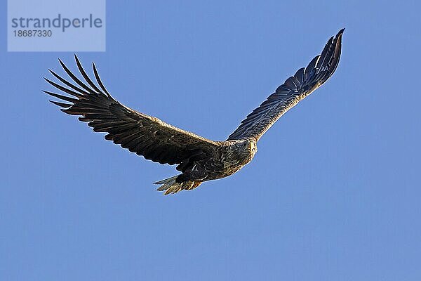 Auffliegender Seeadler (Haliaeetus albicilla)  Seeadler  Rufer im Flug gegen blauen Himmel