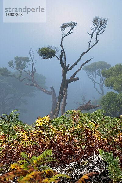 Lorbeerbäume in Fanal auf Madeira  im Vordergrund Farne  Natur  Madeira  Portugal  Europa