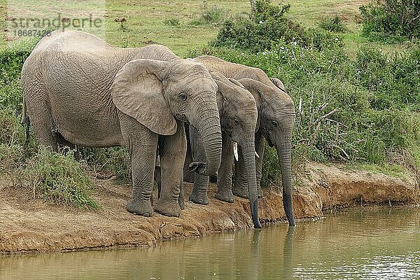 Afrikanische Elefanten (Loxodonta africana)  Herde  Mutter und Elefantenkälber  trinken am Wasserloch  Addo Elephant National Park  Ostkap  Südafrika
